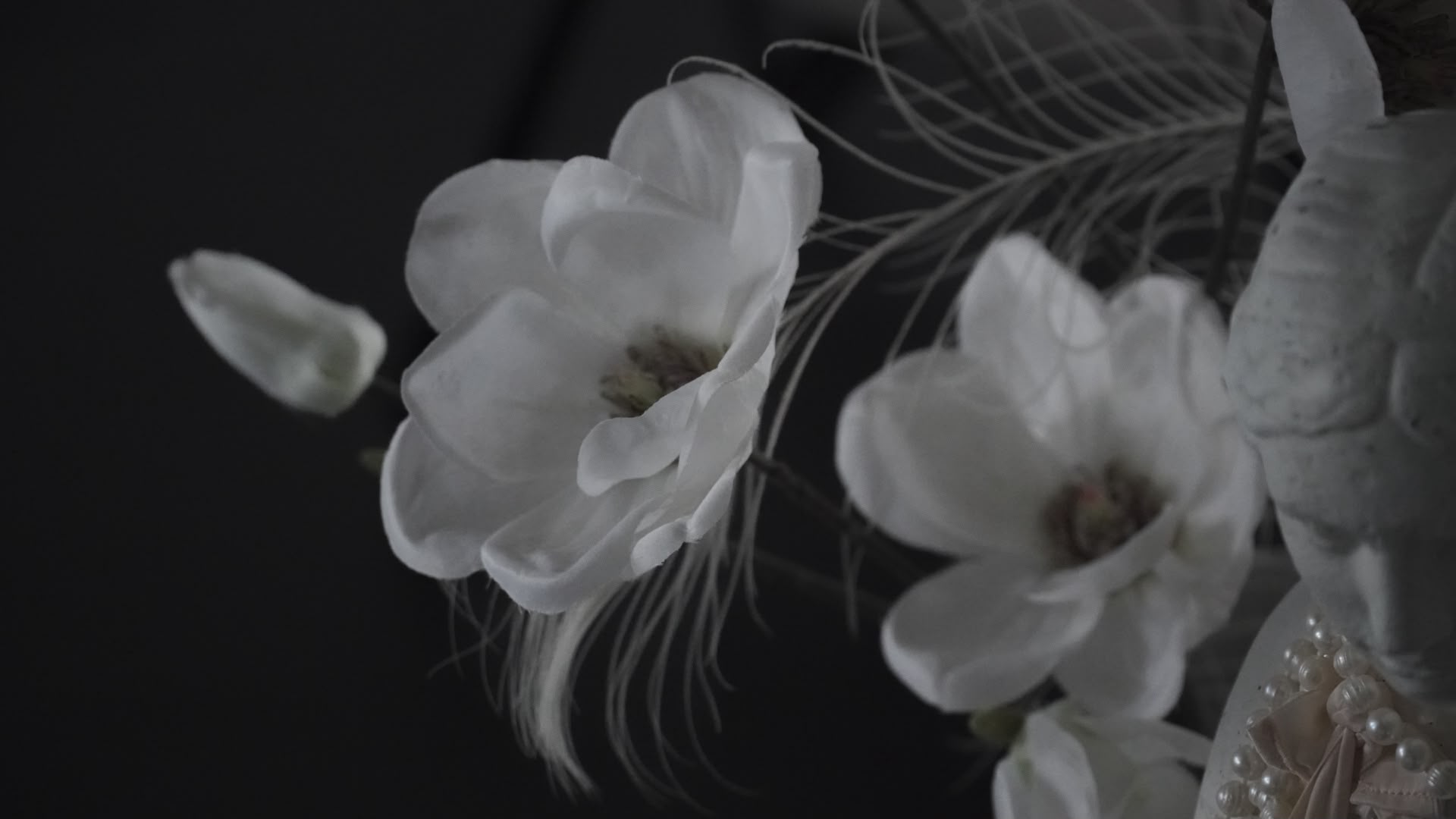 Witte magnoliabloemen tegen een donkere achtergrond